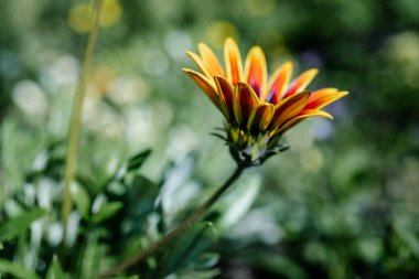 Doğal yeşil arka planda Gazania rijenleri.