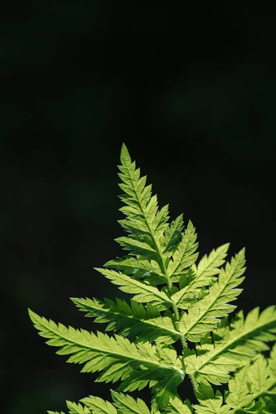 Athyrium filix-femina sobre un fondo verde natural. —  Fotos de Stock