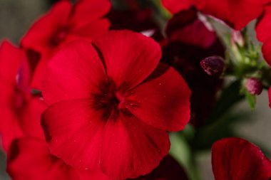 Doğal yeşil bir arka planda çiçek deseni paniklemiş..