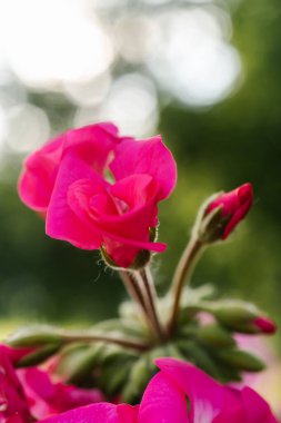 Doğal yeşil arkaplanda mor Pelargonium zonale çiçeği.