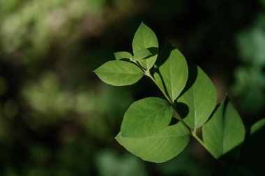 Yeşil yapraklı, doğal yeşil arka planda bir dal..