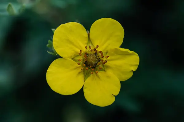 Yellow dasiphora on a natural green background. — Stock Photo, Image