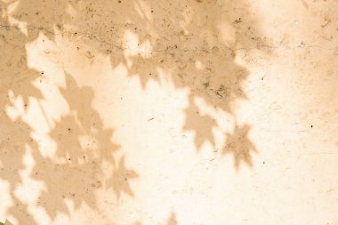 Ağacın gölgesi eski bej duvarda.