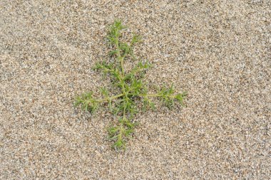 Uzak Doğu sahilinin kumları üzerinde Kali turjisi.