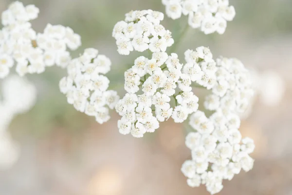 Luz e luz de fundo da floração Achillea setacea. — Fotografia de Stock