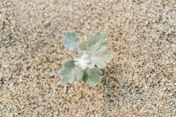 Artemisia stelleriana на песке. Растение, устойчивое к засухе и морозу. — стоковое фото