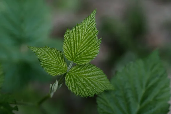 Hintergrund von Pflanzen mit jungen saftigen Blättern. — Stockfoto