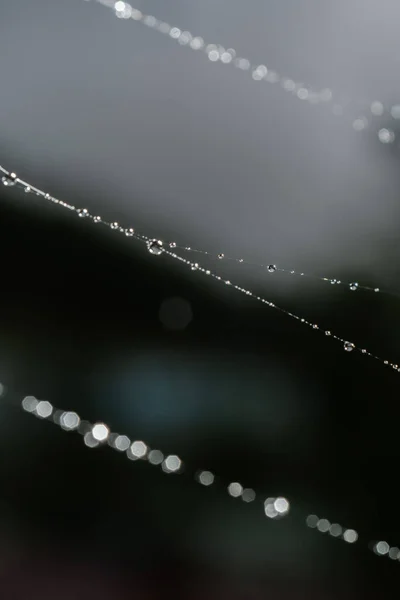 Spinnweben mit Tropfen nach dem Morgenregen. — Stockfoto
