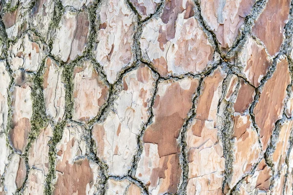 Naturlig bakgrund med strukturen på barken i ett riktigt träd. — Stockfoto