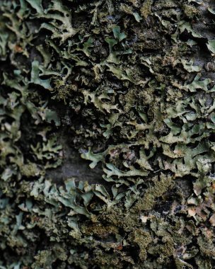 Parmelia yakın plan. Doğal geçmişin için uygun..