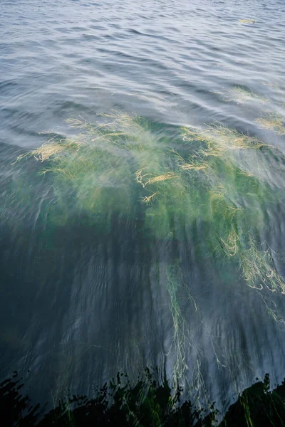 Algas sob a água limpa do lago. — Fotografia de Stock