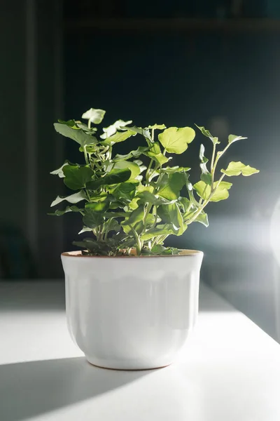 La hoja de la planta de la casa está cerca. — Foto de Stock