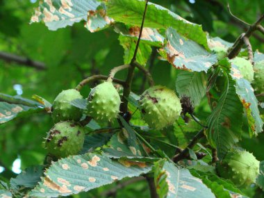 Şehir parkındaki ağaçta kestane