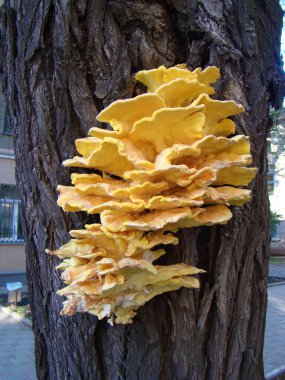 Şehir meydanındaki ağaçta Tinder mantarı