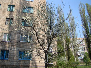 Bahçemizde kiraz çiçekleri var.