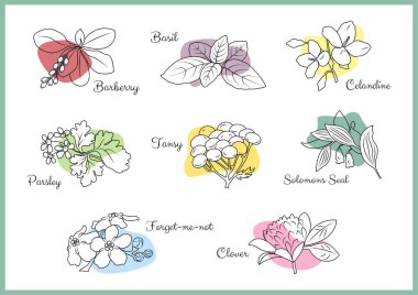 Popüler mutfak baharatları ve sağlık bitkilerinin ikonu. Çizgi tarzı. Fesleğen, böğürtlen, celandin, yonca, maydanoz vs. Yemek, kozmetik, mağaza, sağlık, etiket, gıda tasarımı için