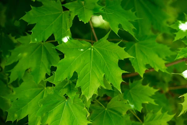 Green Maple Leaves Sunlight Stock Photo