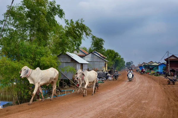 Kandal Kamboçya Boş Bir Kırsal Yolda Sığır — Stok fotoğraf