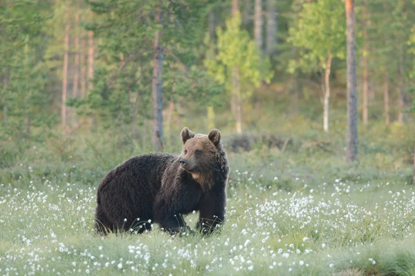 Boz ayı gidiş ve izlerken