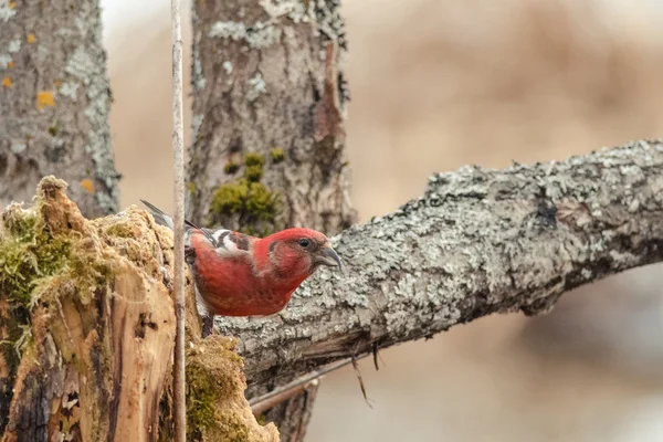 Röd korsnäbb sitta på träd — Stockfoto
