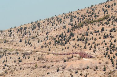 Ağaçlar yün eteklerinde