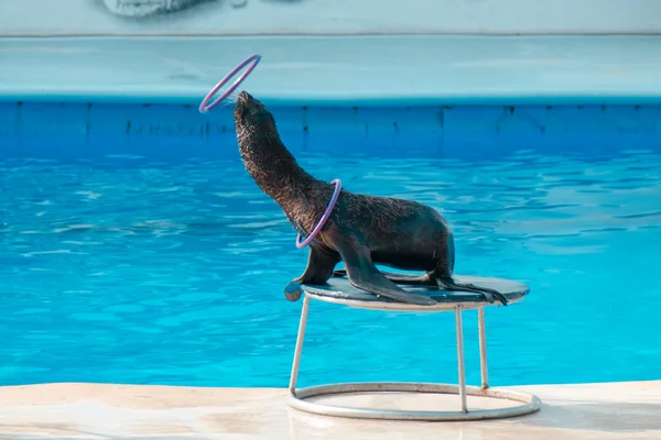 Deniz aslanı oyun çalmasını