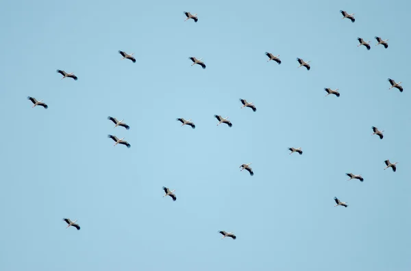 Aves de voo no céu — Fotografia de Stock