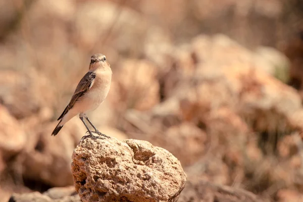 Vogel sitzt auf einem Felsen und schaut mir zu — Stockfoto