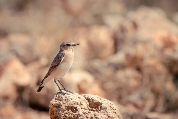 Pássaro sentado na rocha — Fotografia de Stock