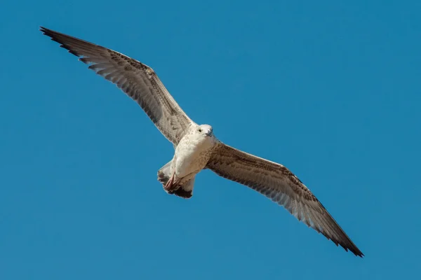 Летающий в небе баклан — стоковое фото
