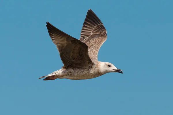 Cormorant flying — Stock Photo, Image