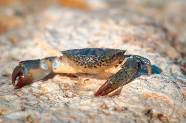 Krabba på klippan — Stockfoto