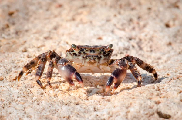 Crab on rock — Stock Photo, Image