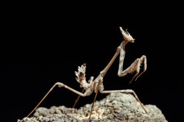 Mantis bir mücadele duruş