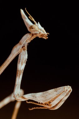 Portre peygamber devesi. Yan görünüm