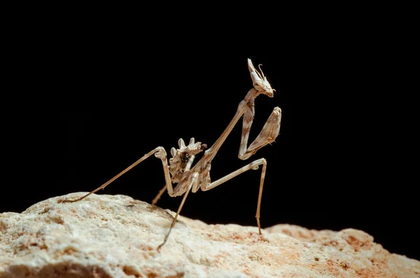 The mantis. Stay on the rock — Stock Photo, Image