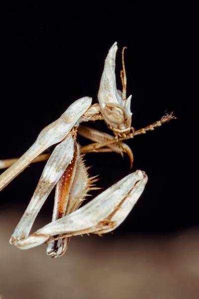 Mantis and paw — Stock Photo, Image