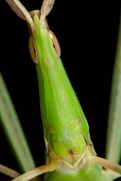 Portrait of green grasshopper — Stock Photo, Image
