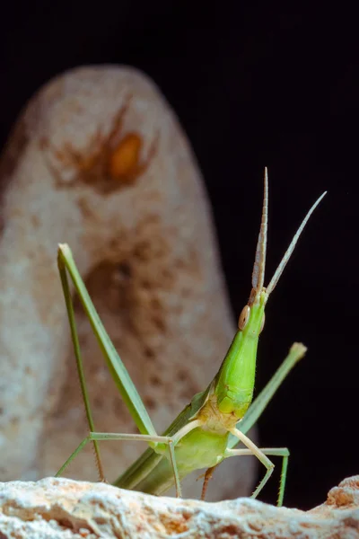 The green grasshopper stay on rock — Stock Photo, Image