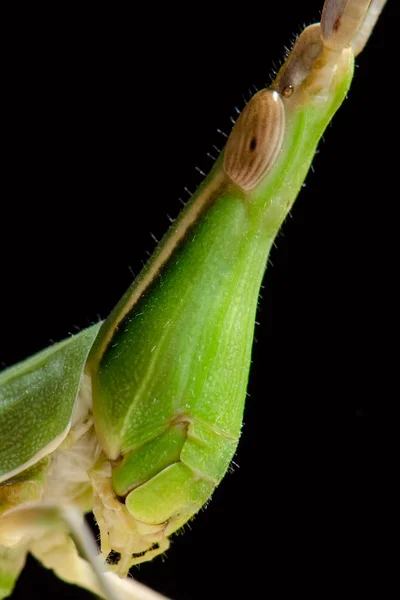 Portrait of green grasshopper. Side view — Stock Photo, Image