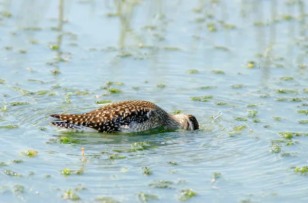 Oeverloper duiken voor de menselijke voeding. — Stockfoto