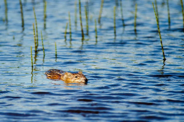Muskrat swimming in water — Stock Photo, Image