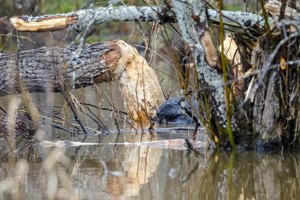 Castor sentarse y roer árbol — Foto de Stock