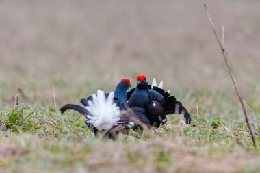 İki blackcocks yüz yüze kalmak