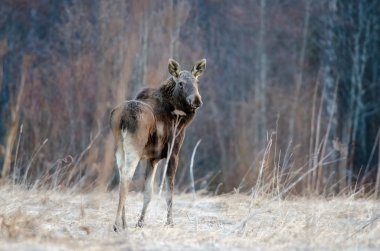 Elk. Arka yüzü