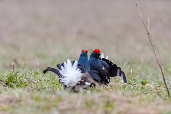 Twee blackcocks in tijd van Paring seizoen — Stockfoto