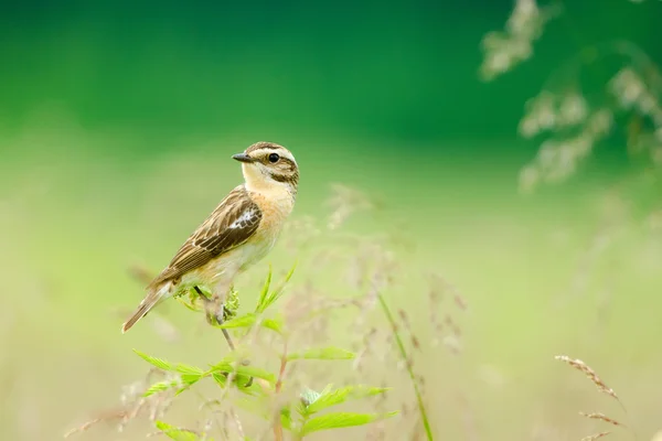 Petit oiseau assis sur l'arbre et regardant loin — Photo