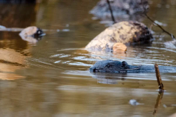 Beaver swimming in water. Only head — Stock Photo, Image