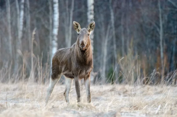 Portrait of elk — Stock Photo, Image