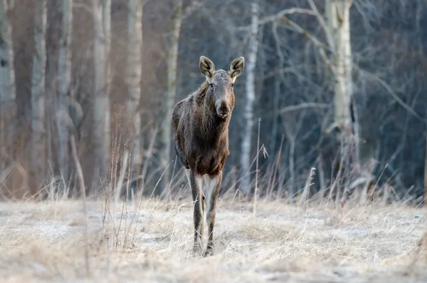 Elk quédate y observa. Lado frontal — Foto de Stock